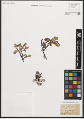 Foto von Salix reticulata L.